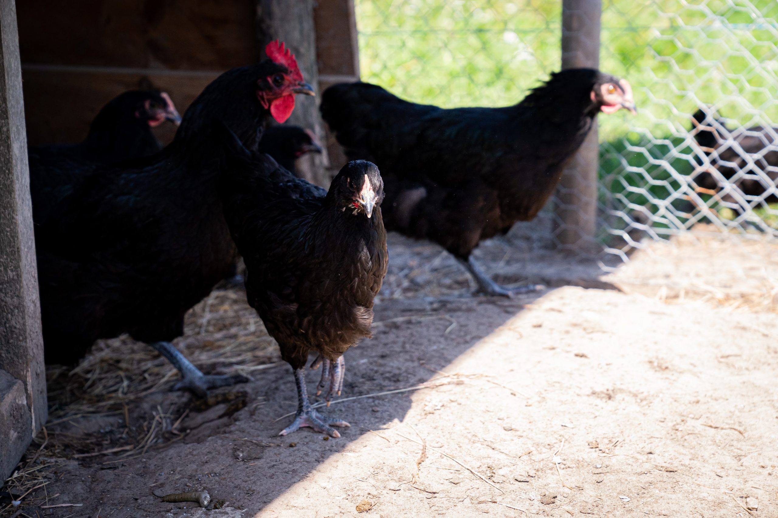 découverte de la ferme pour les enfants éco-domaine pornic