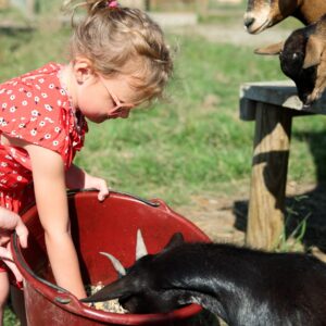 Nourrissage des animaux (activités enfants) à l'hotel restaurant éco domaine la fontaine pornic