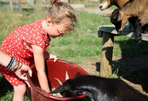 Nourrissage des animaux (activités enfants) à l'hotel restaurant éco domaine la fontaine pornic