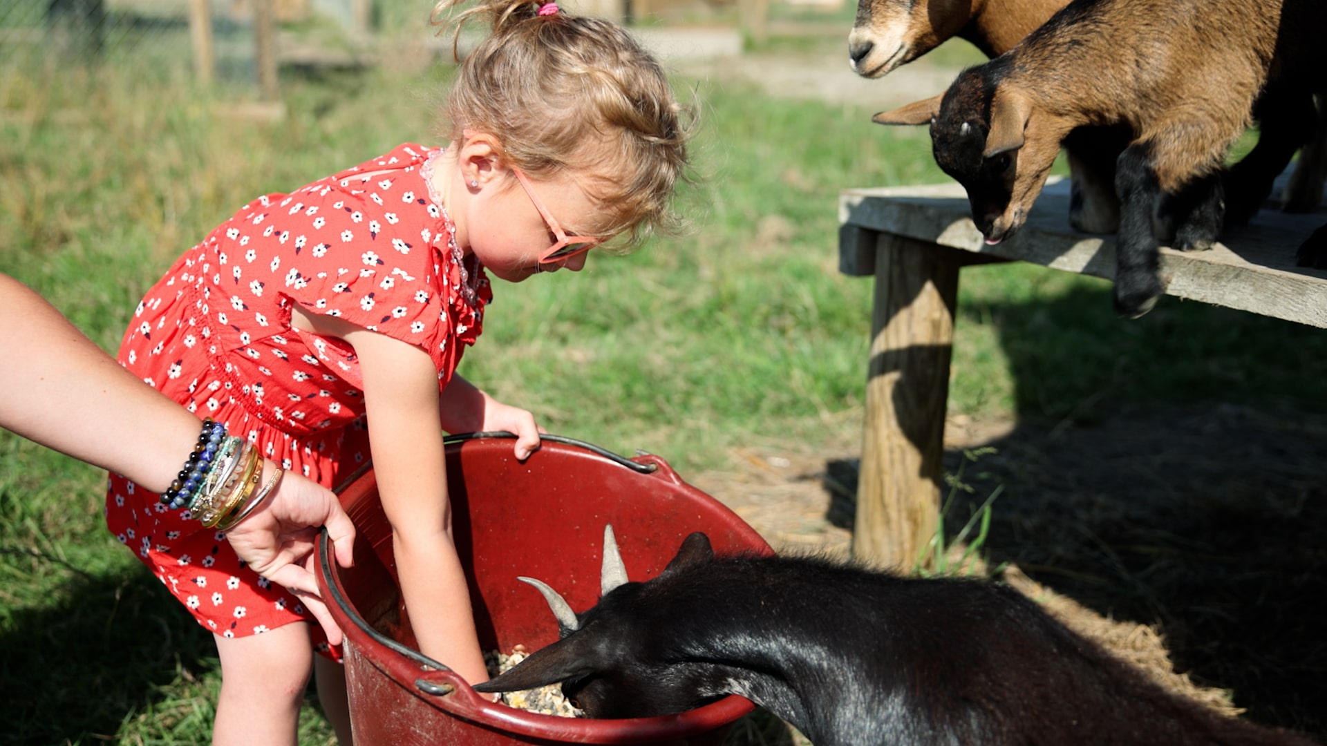 Nourrissage des animaux (activités enfants) à l'hotel restaurant éco domaine la fontaine pornic