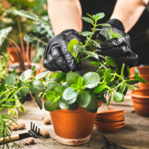 Apprendre à bouturer et multiplier les plantes au potager