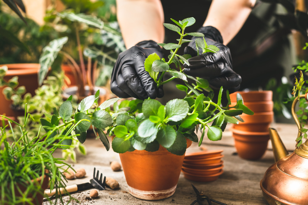 Apprendre à bouturer et multiplier les plantes au potager