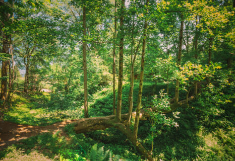 Créer son jardin-forêt