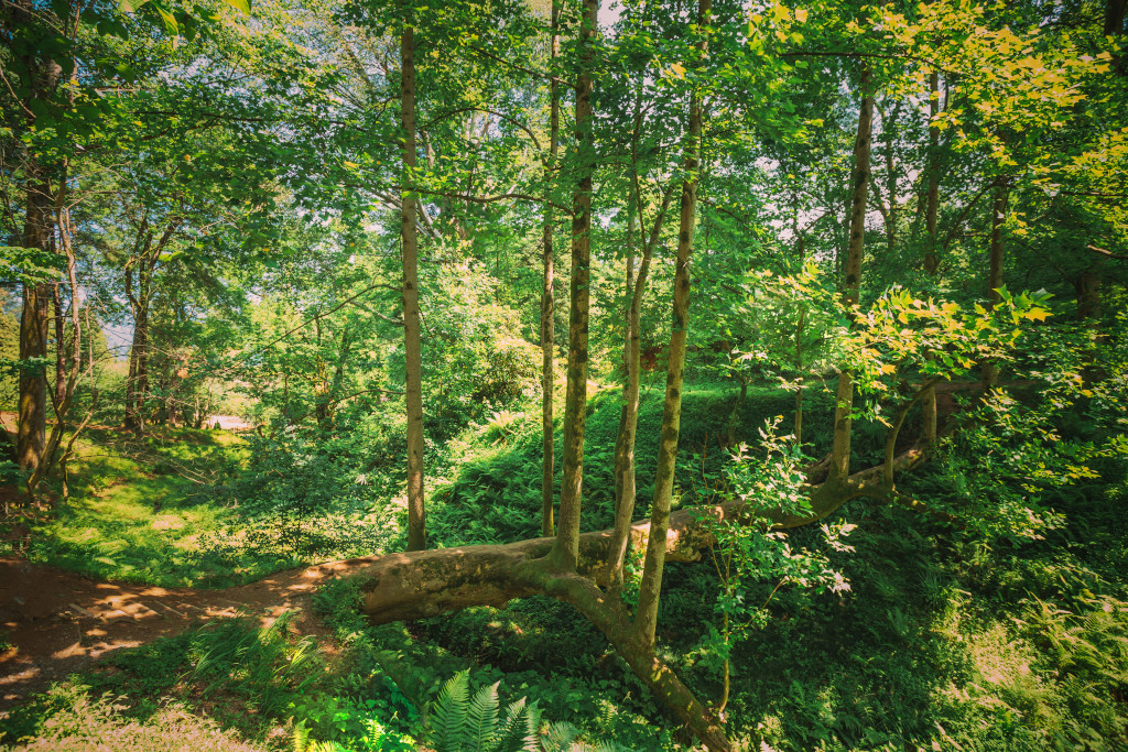 Créer son jardin-forêt