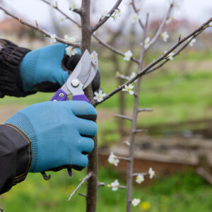 Tailler ses arbres fruitiers Éco-Domaine La Fontaine