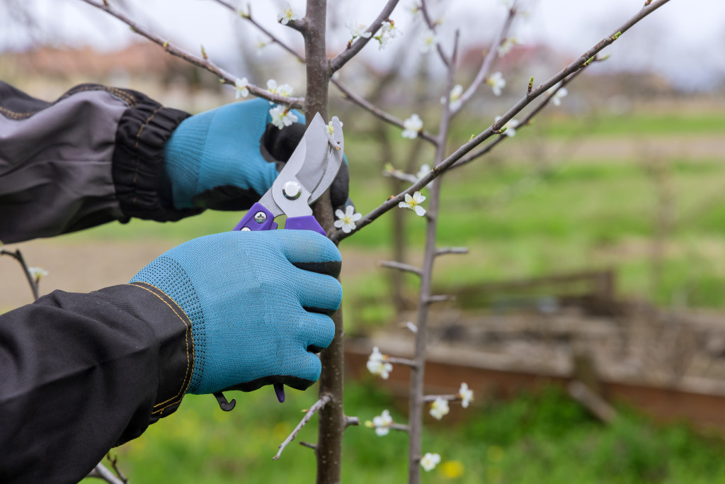 Tailler ses arbres fruitiers Éco-Domaine La Fontaine