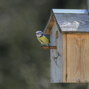 éco-domaine la fontaine, nichoir à oiseaux pornic