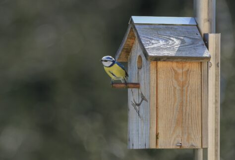 éco-domaine la fontaine, nichoir à oiseaux pornic