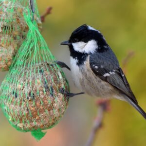 boule de graisse oiseaux éco-domaine la fontaine pornic