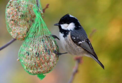 boule de graisse oiseaux éco-domaine la fontaine pornic