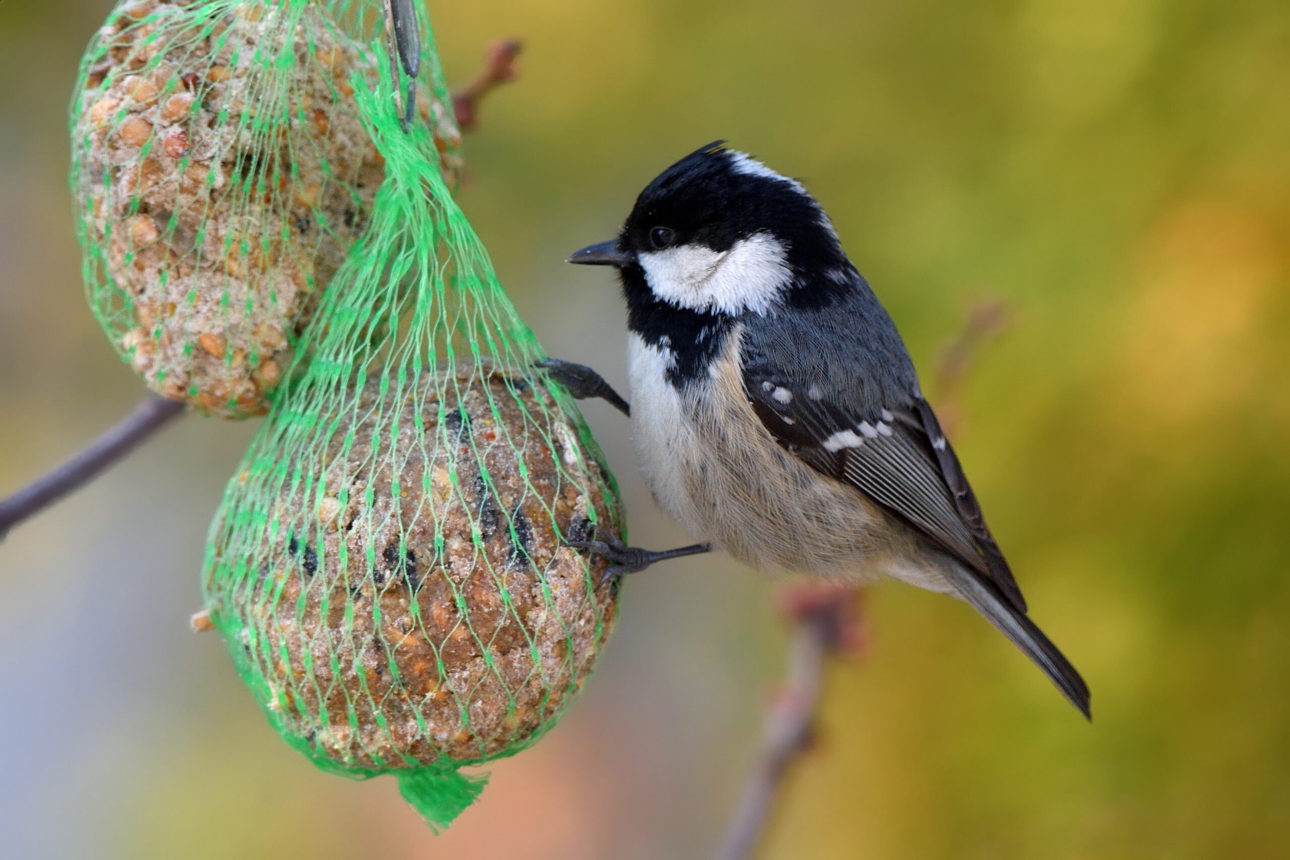 boule de graisse oiseaux éco-domaine la fontaine pornic